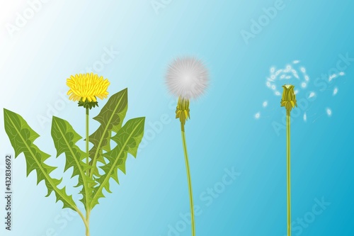 Vector illustration of 3 realistic variety of dandelions - young with fresh yellow flower and green leaves, white fluffy dandelion and last one with almost lost its fluffy seeds.