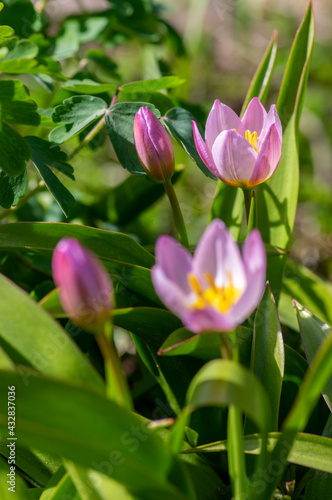 Tulipa saxatilis bright pink yellow flowering cretan tulip flowers  springtime beautiful ornamental rock plants in bloom