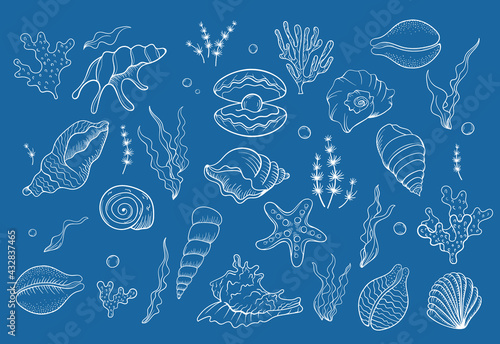 Sea shell pearl line art. Summer time beach shell. Vector hand drawn seashell. Nature ocean sketch mollusk. Water marine exotic animal, Scallop underwater tropical cockleshell.
