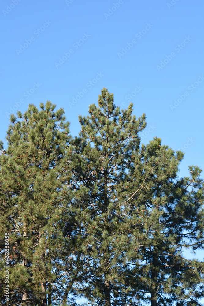 Fototapeta premium Black pine