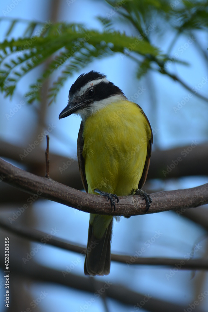 Fototapeta premium pretty birds