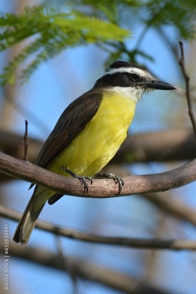 Fototapeta premium pretty birds