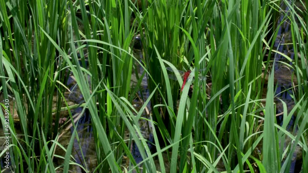 A red dragonfly perching on a wind swaying young leaf of rice in the paddy field. A red dragonfly perching on a wind swaying young leaf of rice in the paddy field.