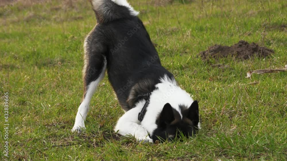 west siberian husky puppy digging a hole in a ground west siberian husky puppy digging a hole in a ground