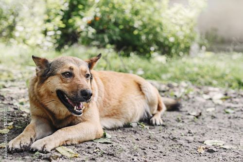 A pregnant light brown dog lies in the garden. The dog is resting. © Silver