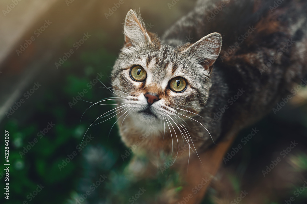Beautiful cat portrait. Tabby tricolor cat stands in the garden and looks at the camera. Top view. Cat in nature.