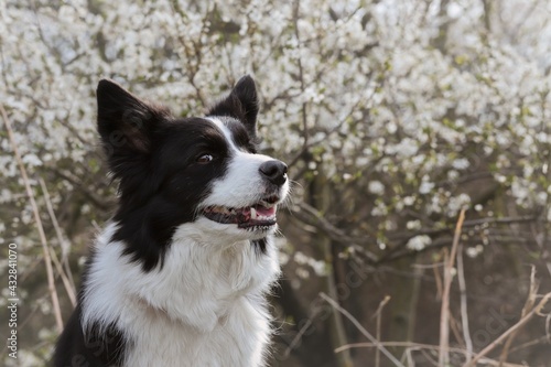 Closeup of Border Collie Head with White Flowering Tree Background during Springtime. Cute Look of Black and White Dog during Spring in Nature.