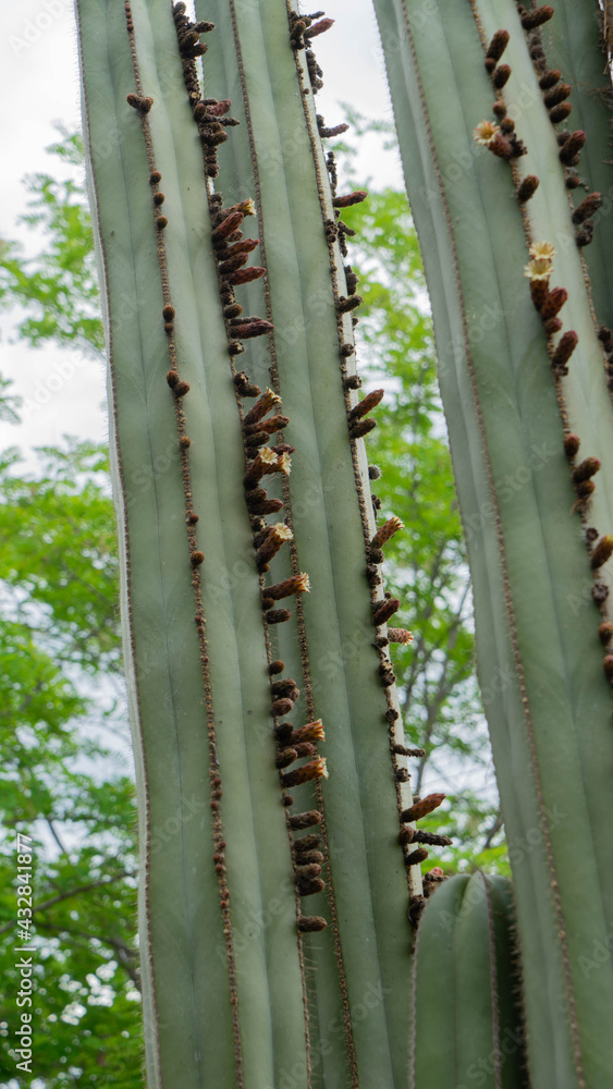 Obraz premium Cactus en Huerto de la alquería dels Frares en Sagunto