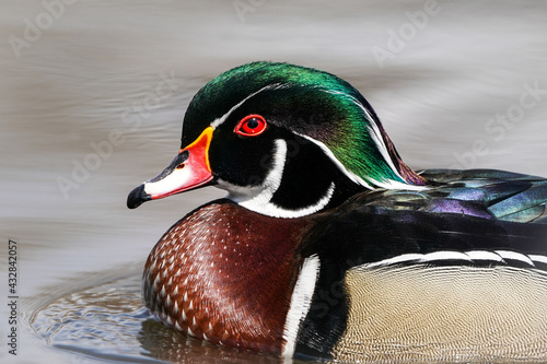 Canvas Print Wood Duck - Drake Profile