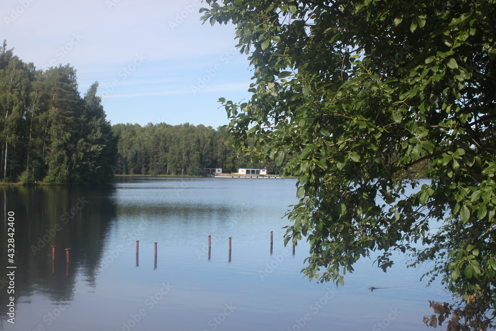 Fototapeta premium reflection of trees in the lake