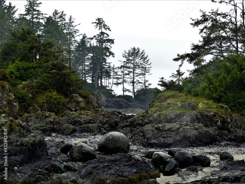 ocean beach nature trees and rocks