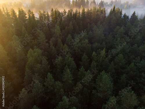 White fog over a green forest in the taiga, top view