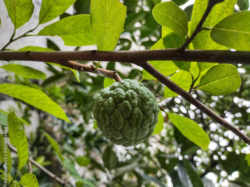 fresh srikaya fruit in the gerden fresh srikaya fruit in the gerden