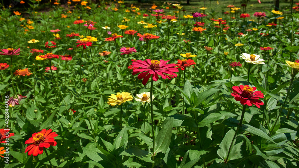 field of colorful Zinnia flowers in bloom