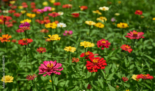 field of colorful Zinnia flowers in bloom © OMG Snap