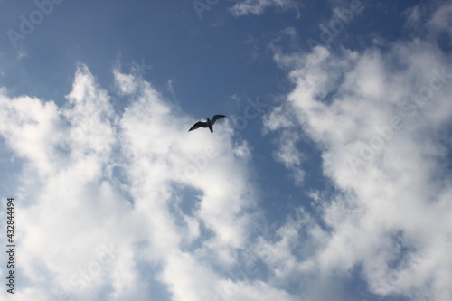 seagull flying in the sky