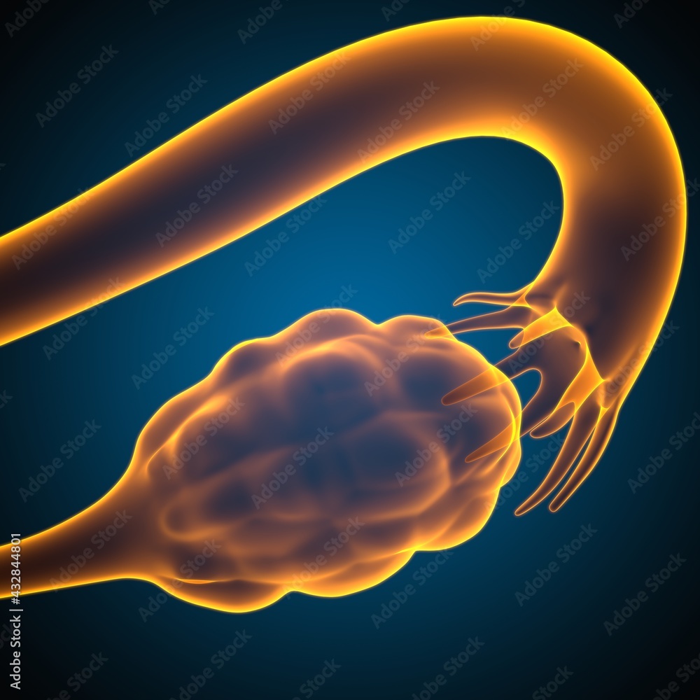Female Reproductive System Anatomy For Medical Concept 3D Female Reproductive System Anatomy For Medical Concept 3D