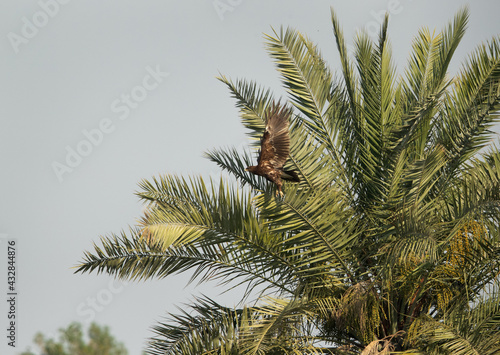 Greater spotted eagle takeoff, Bahrain
