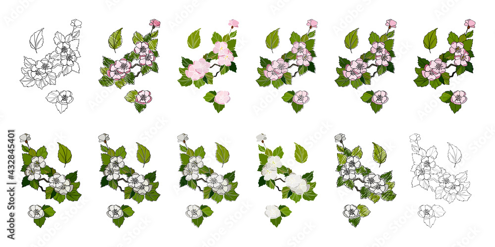 Cherry flower in japanese style on white background. Vector design. Spring season. Cherry tree blossom. Japanese background vector. Bouquet element. Natural farming. Cherry flower in japanese style on white background. Vector design. Spring season. Cherry tree blossom. Japanese background vector. Bouquet element. Natural farming.