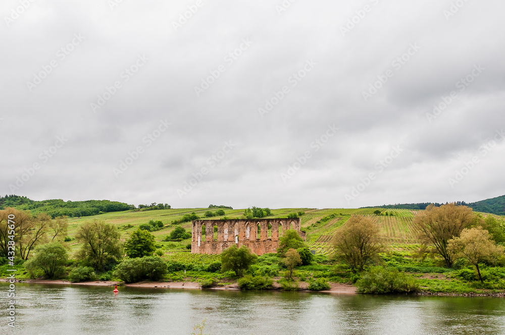 Fototapeta premium Ediger-Eller, Klosterruine Stuben, Bremm, Ruine, Moselschleife, Kloster, Augustinerkloster, Mosel, Fluss, Schifffahrt, Moselweinstrasse, Weinstrasse, Weinberge, Frühling, Deutschland
