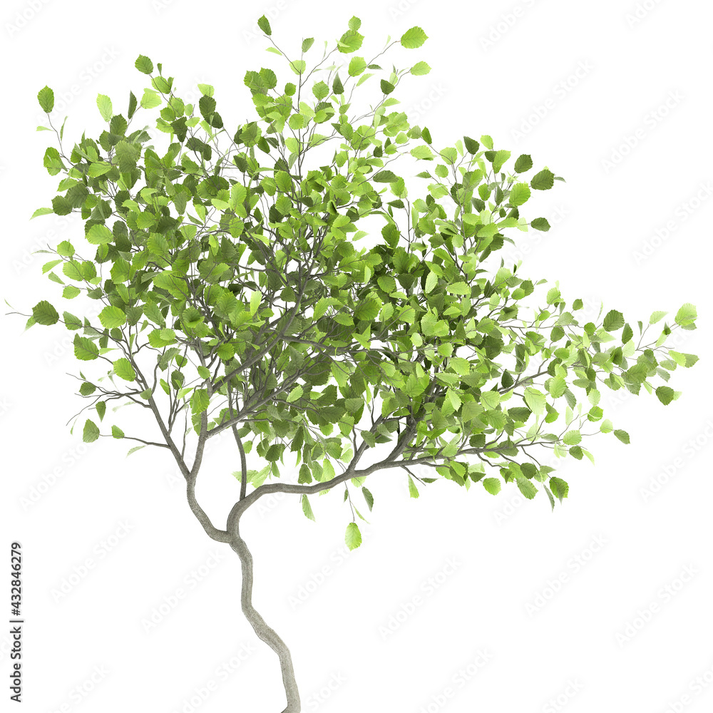tree in a black pot isolated on white background tree in a black pot isolated on white background