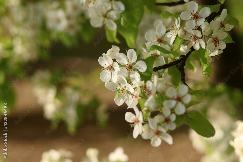 Beautiful white blue flowers on a green background Beautiful white blue flowers on a green background