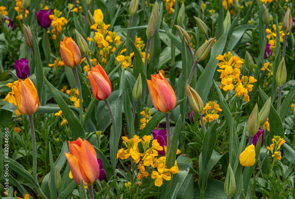 Tulip heads and buds