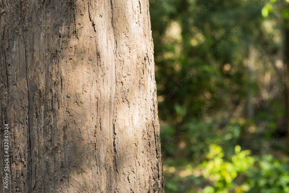 Teak Trees in Thailand precious hardwoods one of the last major areas of tropical forest in Asia Teak Trees in Thailand precious hardwoods one of the last major areas of tropical forest in Asia