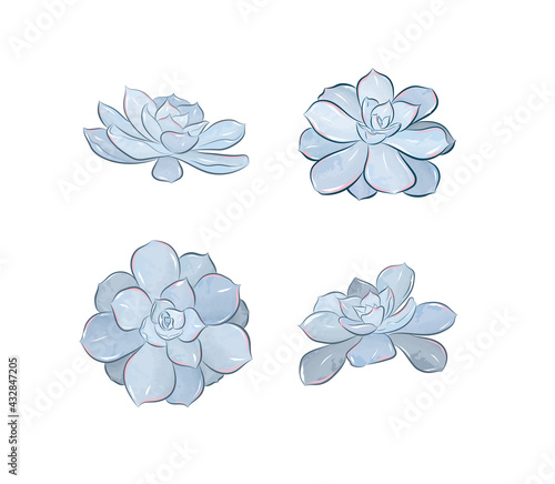 Blue echeveria succulent plants with different angles in vector illustration art design