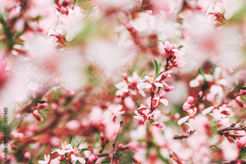 Blooming branches with pink flowers. Close-up. Blooming pink almond bush. Spring background. Pink flowers.