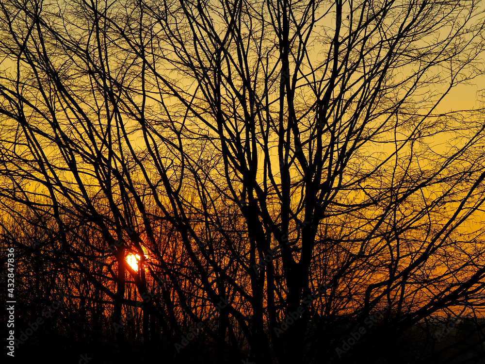Abendsonne durch Baum im Herbst Abendsonne durch Baum im Herbst