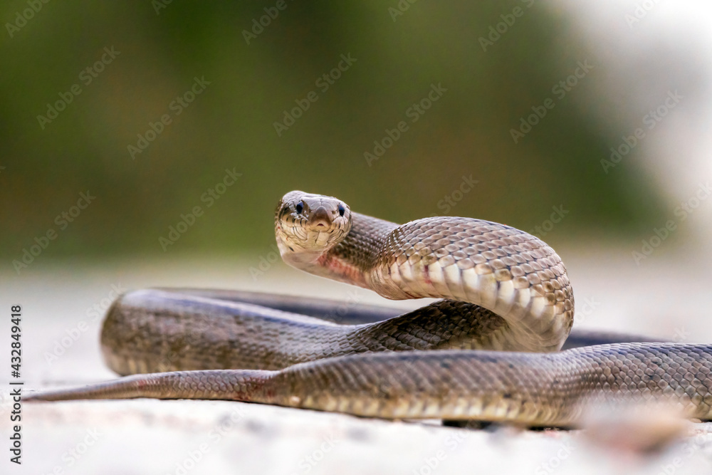 Fototapeta premium close-up view of ladder snake crawling for prey
