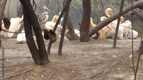 Large group of pelicans in New Delhi zoo, India photo