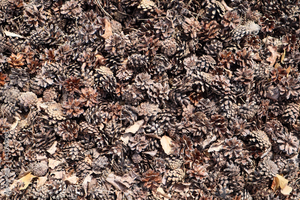 brown dry pine cone background