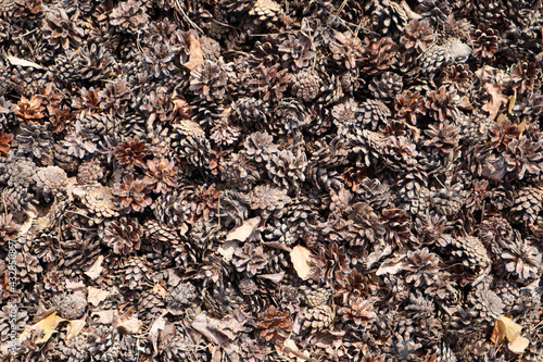 brown dry pine cone background © Sergei Timofeev