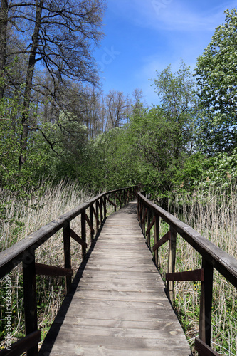 Fototapeta Naklejka Na Ścianę i Meble -  beautiful wooden path bridge in the spring forest in national park