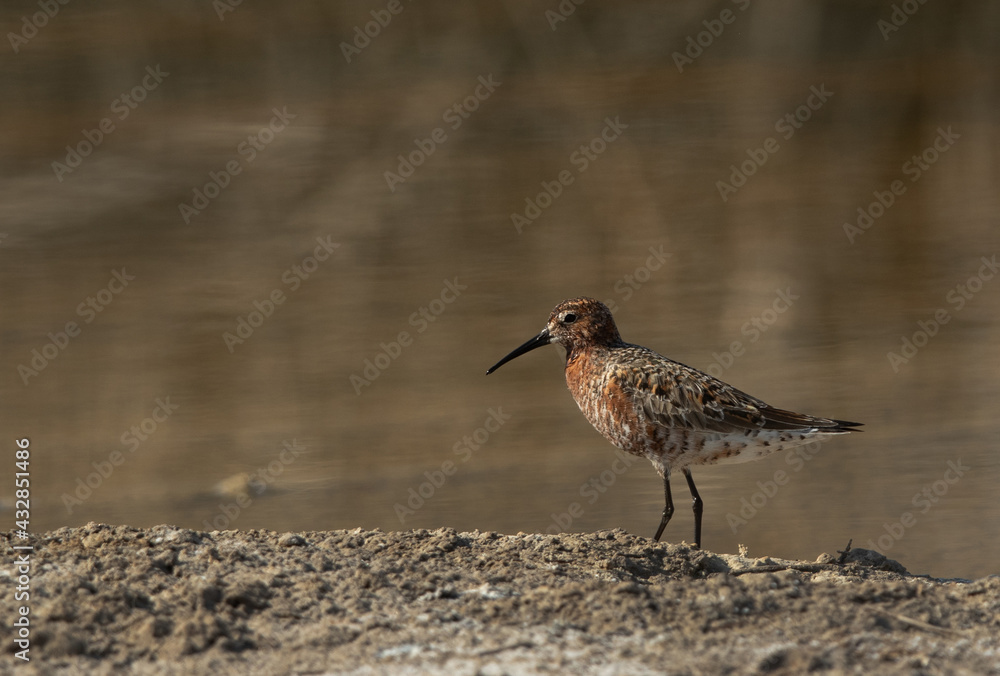 Curlew Sandpiper in breeding plumage at Asker Marsh, Bahrain Curlew Sandpiper in breeding plumage at Asker Marsh, Bahrain