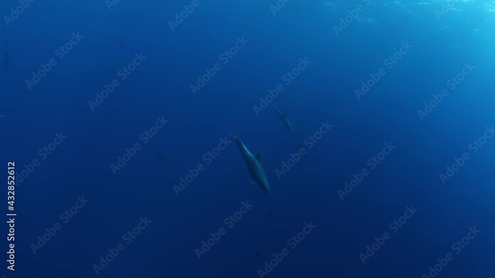 School of dolphins on the blue background of the sea under water underwater in search of food. Diving in world of colorful beautiful wildlife of corals reefs. Shots in Mexico Socorro. School of dolphins on the blue background of the sea under water underwater in search of food. Diving in world of colorful beautiful wildlife of corals reefs. Shots in Mexico Socorro.