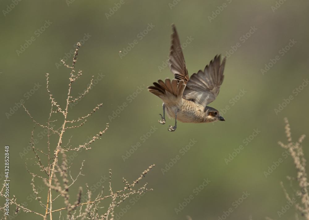 Isaballine shrike takeoff at Hamala, Bahrain Isaballine shrike takeoff at Hamala, Bahrain