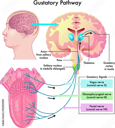 Diagram of the gustatory pathway, with annotations.