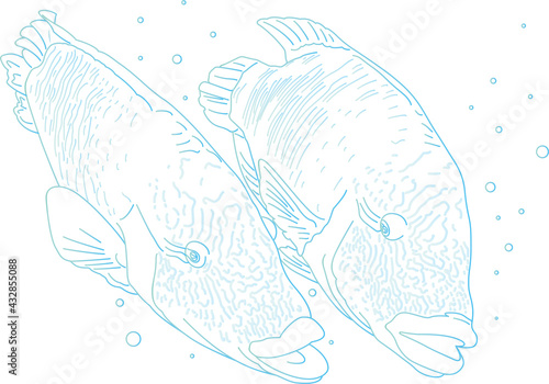 ナポレオンフィッシュのカップル　ブルーのラインの線画