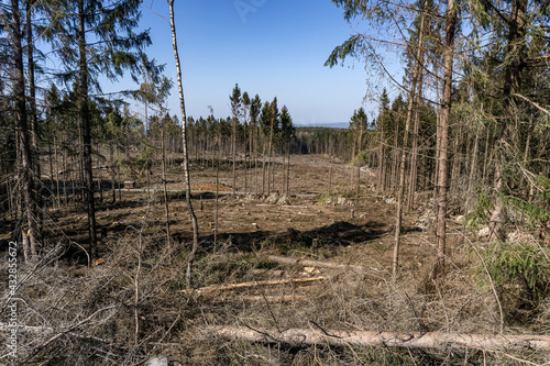 Piece of forest after clear cutting