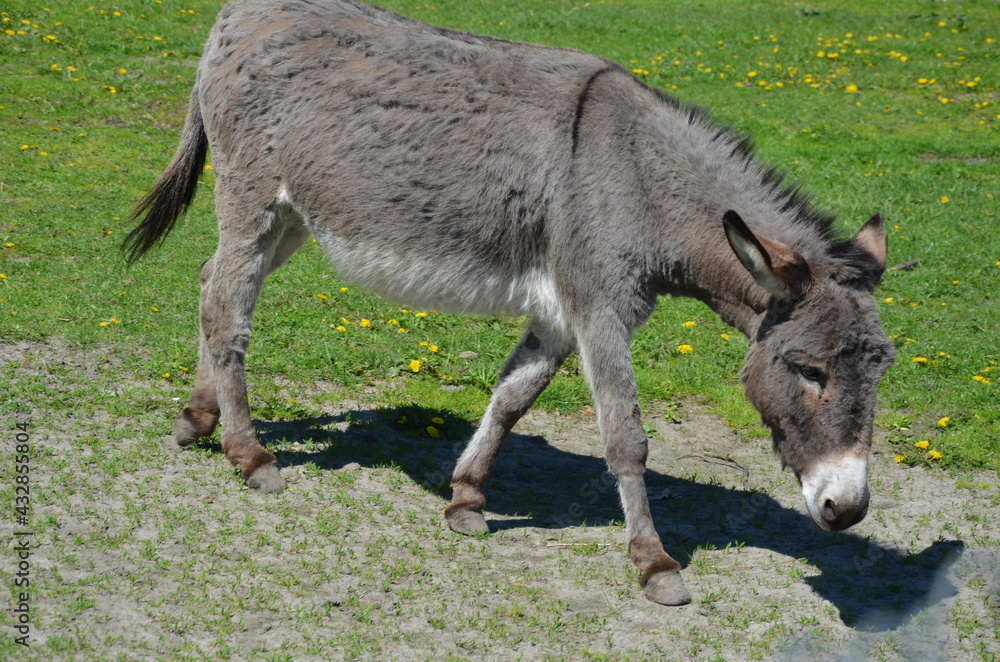 zwierzak, osioł, kangur, ssak, farma, charakter, gras, torbacz, australia, dzika natura, kłos, braun, cheval, muł, glow, walabia, bystra, grej, hayfield, portret, futro, pola, zwierzęcej, buzia, ogród zwierzak, osioł, kangur, ssak, farma, charakter, gras, torbacz, australia, dzika natura, kłos, braun, cheval, muł, glow, walabia, bystra, grej, hayfield, portret, futro, pola, zwierzęcej, buzia, ogród
