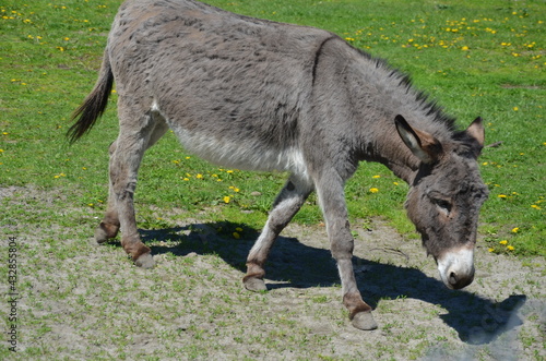 Fototapeta Naklejka Na Ścianę i Meble -  zwierzak, osioł, kangur, ssak, farma, charakter, gras, torbacz, australia, dzika natura, kłos, braun, cheval, muł, glow, walabia, bystra, grej, hayfield, portret, futro, pola, zwierzęcej, buzia, ogród