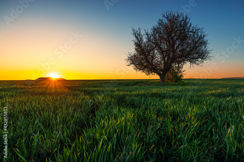 Tree in a green field, sunset shot