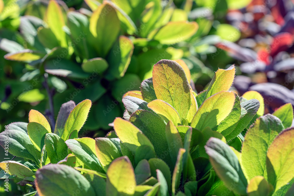 Obraz premium green leaves