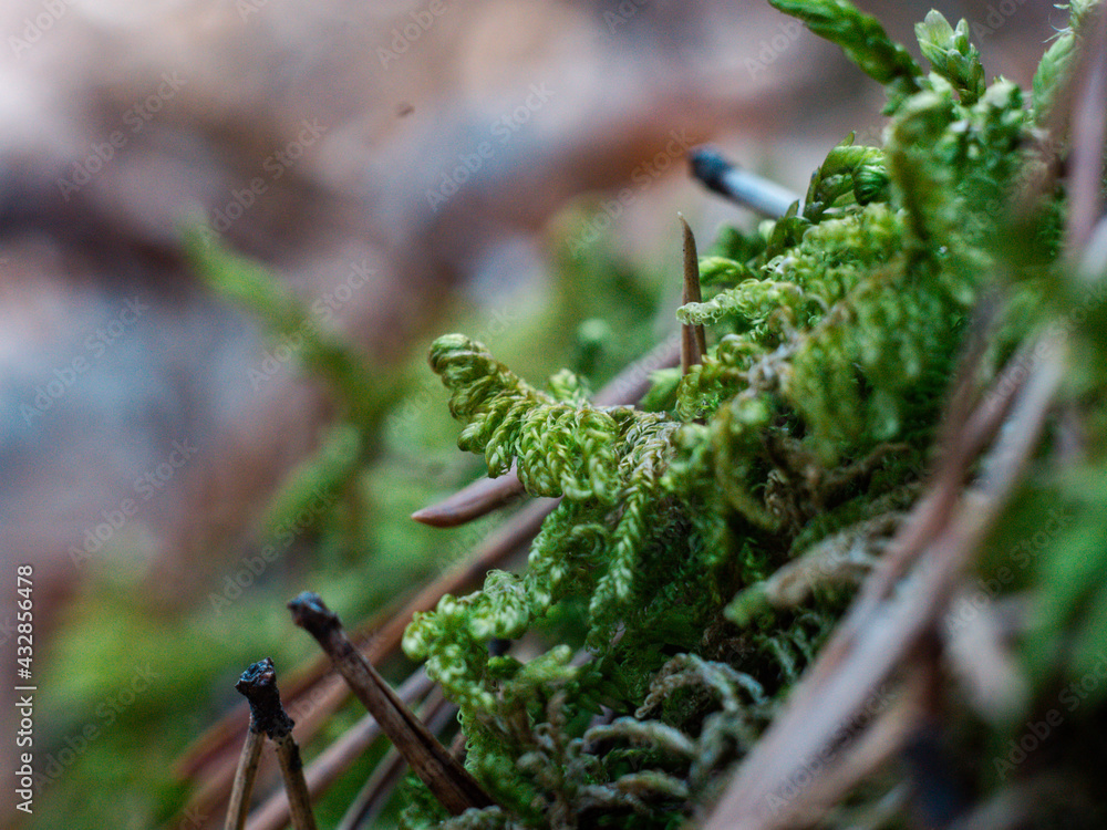 Fototapeta premium fern in the forest