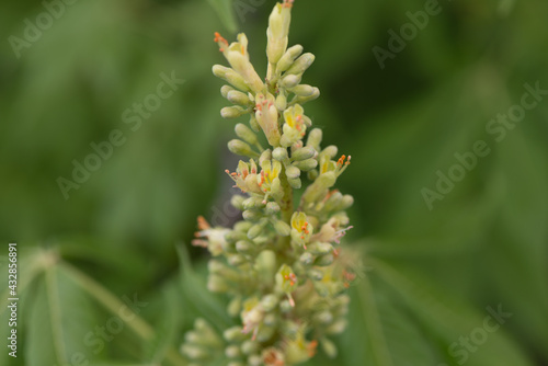 close up of a horse chestnut blossom - bokeh background