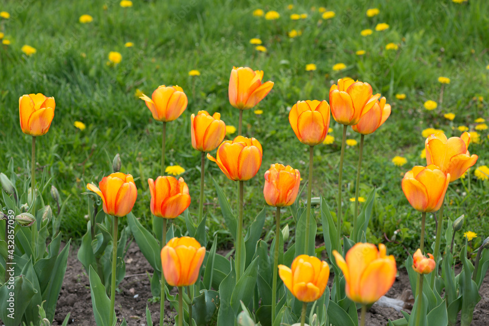 field of yellow orange tulips growing near a grassy area with dandelions field of yellow orange tulips growing near a grassy area with dandelions
