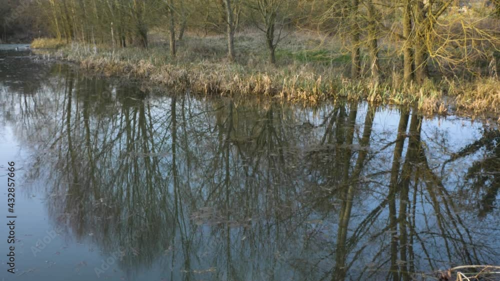 Wide Shot Looking at Tree Reflections In Woodland Pond Wide Shot Looking at Tree Reflections In Woodland Pond
